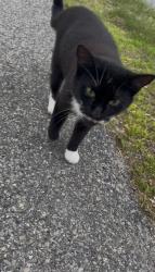 Found/Stray Female Cat last seen Near Spaulding Street, Worcester Massachusetts, Worcester, MA 01603
