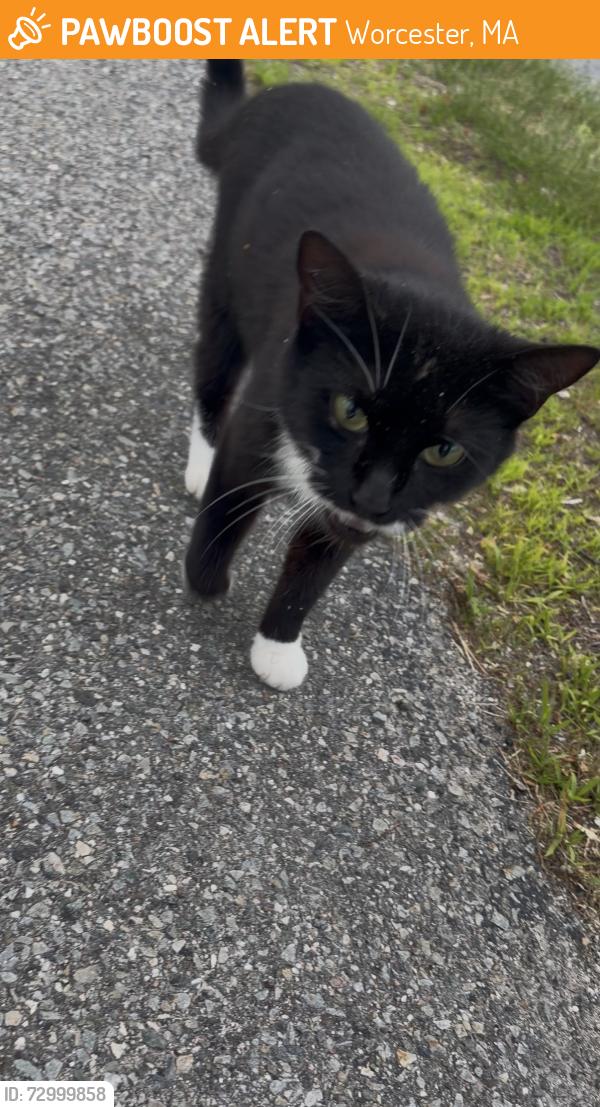 Found/Stray Female Cat last seen Near Spaulding Street, Worcester Massachusetts, Worcester, MA 01603