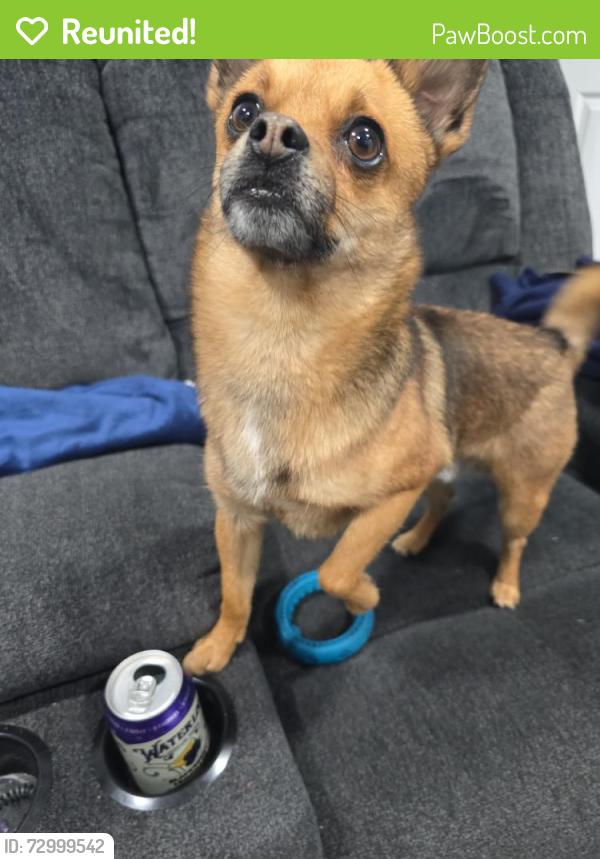 Reunited Male Dog last seen Near Lavinia Ave, Lynwood, CA 90262, USA, Lynwood, CA 90262