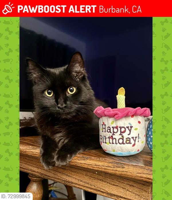 Lost Male Cat last seen Toluca Lake Ave / Rose St Burbank, ca, Burbank, CA 91505