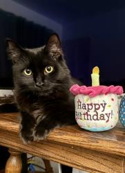 Lost Male Cat last seen Toluca Lake Ave / Rose St Burbank, ca, Burbank, CA 91505
