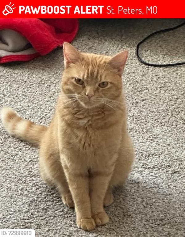 Lost Female Cat last seen Meadow Ridge Dr/Haverford/Jungermann, St. Peters, MO 63376