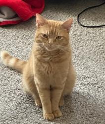 Lost Female Cat last seen Meadow Ridge Dr/Haverford/Jungermann, St. Peters, MO 63376