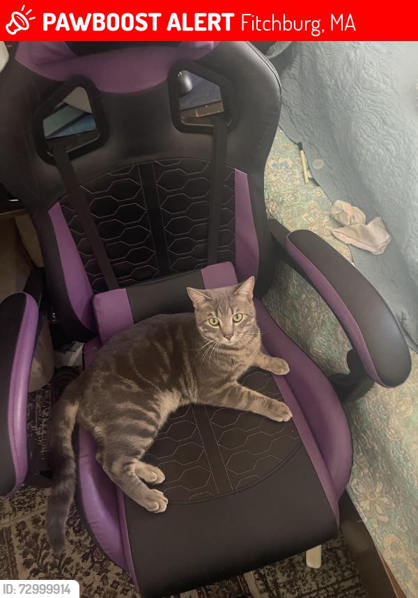 Lost Male Cat last seen Last seen near Albee st, Fitchburg, MA 01420