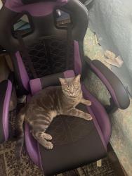 Lost Male Cat last seen Last seen near Albee st, Fitchburg, MA 01420