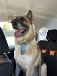 Reunited Female Dog last seen Arkansas elementary school, Aurora, CO 80017