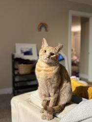 Lost Male Cat last seen Professional Center Parkway , San Rafael, CA 94903
