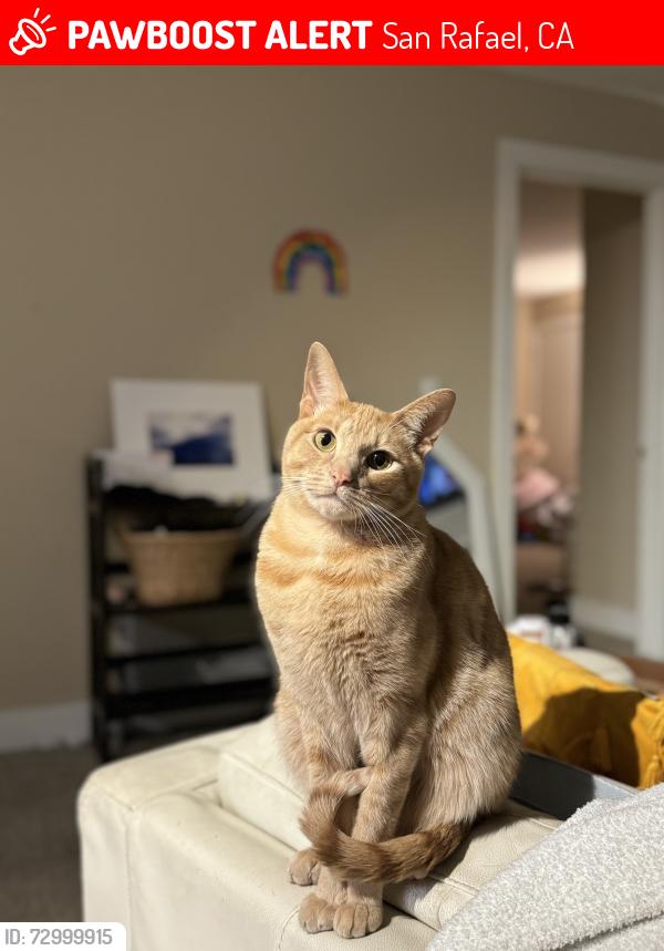 Lost Male Cat last seen Professional Center Parkway , San Rafael, CA 94903
