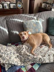 Reunited Female Dog last seen Summit Park Road and Sandy Brook Park, Pomona, NY 10970