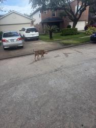 Found/Stray Male Dog last seen Roehampton ct, Houston, TX 77084