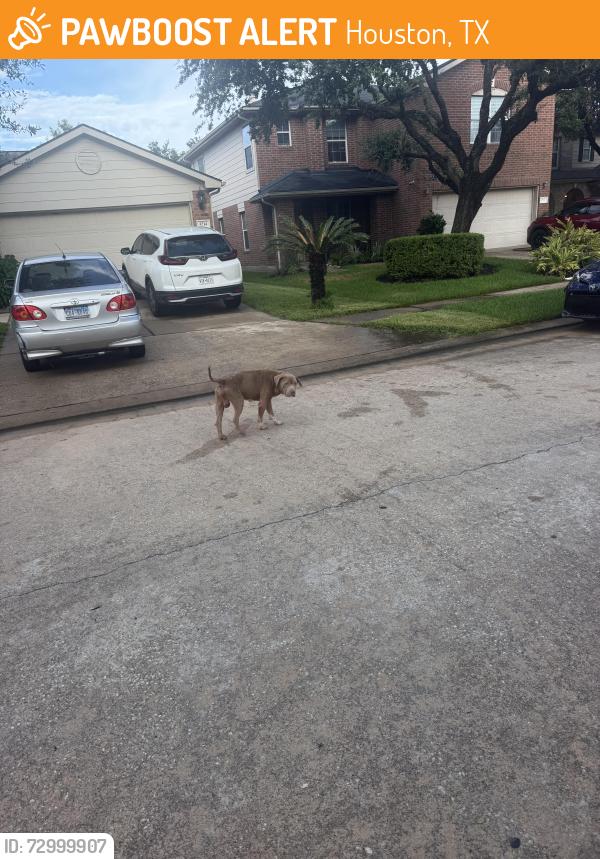 Found/Stray Male Dog last seen Roehampton ct, Houston, TX 77084