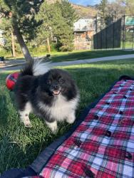 Lost Female Dog last seen Iola ave and concord , Salt Lake City, UT 84104