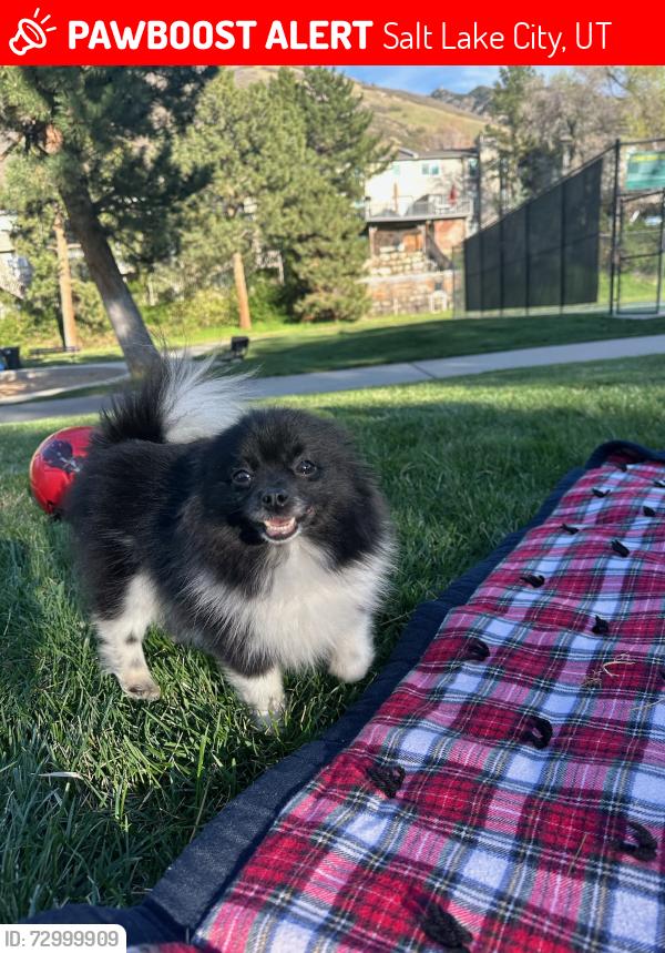 Lost Female Dog last seen Iola ave and concord , Salt Lake City, UT 84104