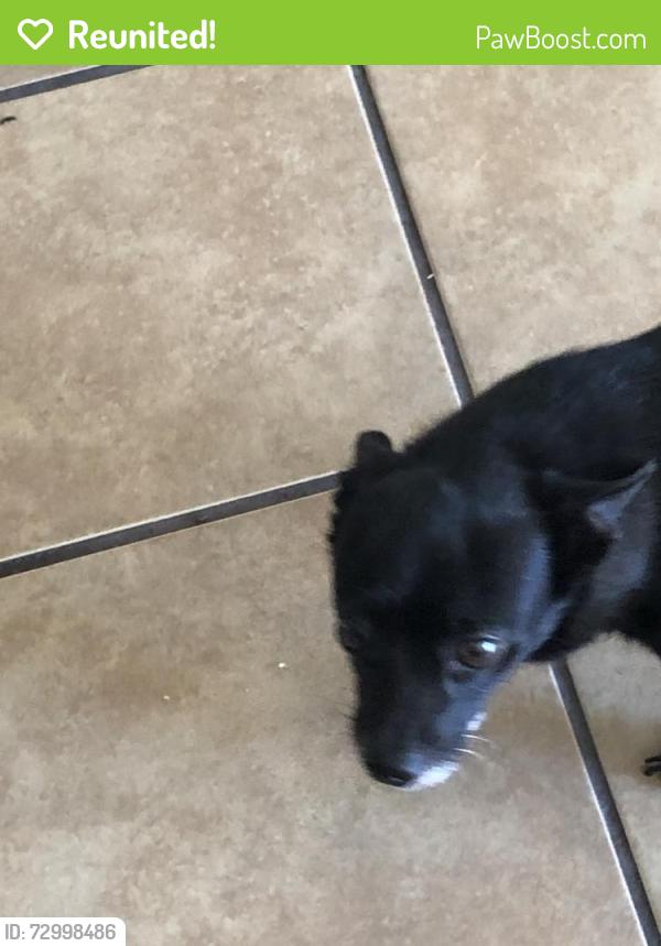 Reunited Male Dog last seen Near W Alta Vista Rd, Laveen Village, AZ 85339, USA, Phoenix, AZ 85339