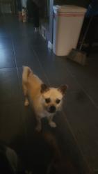 Found/Stray Female Dog last seen Decatur st denver,  co , Denver, CO 80290
