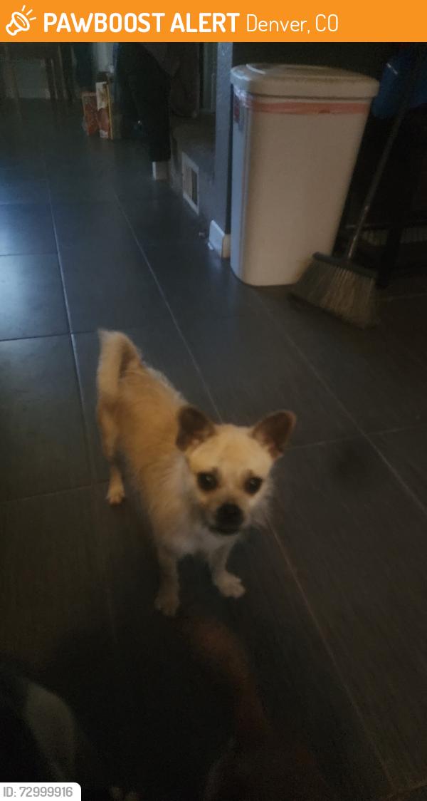 Found/Stray Female Dog last seen Decatur st denver,  co , Denver, CO 80290