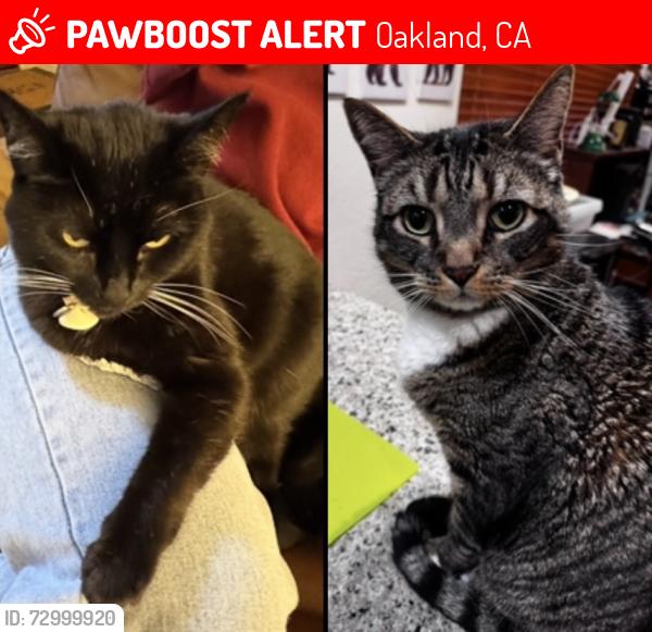 Lost Male Cat last seen Thornhill dr , Oakland, CA 94611