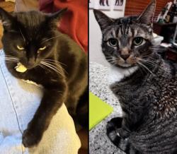 Lost Male Cat last seen Thornhill dr , Oakland, CA 94611