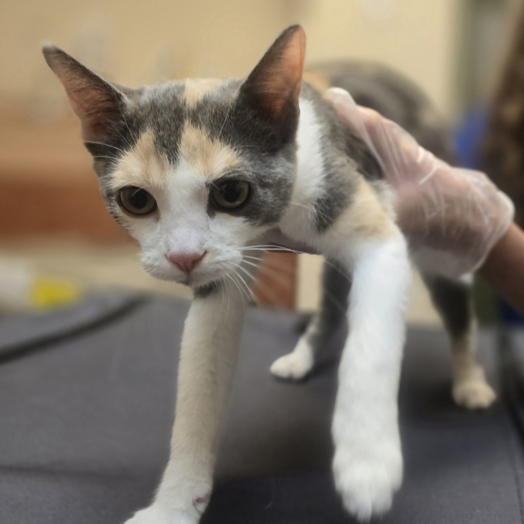 Shelter Stray Female Cat last seen Springtown Blvd, LIVERMORE, CA, 94551, 8323 Baldwin St, Oakland, CA 94621, USA