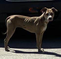 Shelter Stray Female Dog last seen Near W California Avenue, SALT LAKE CITY, UT, 84104, 511 W 3900 S, Salt Lake City, UT 84123, USA