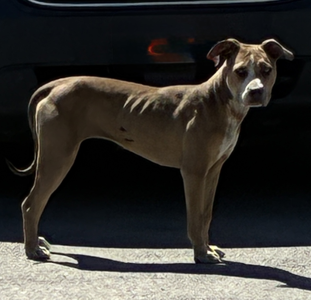 Shelter Stray Female Dog last seen Near W California Avenue, SALT LAKE CITY, UT, 84104, 511 W 3900 S, Salt Lake City, UT 84123, USA