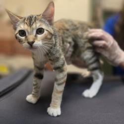 Shelter Stray Female Cat last seen Springtown Blvd, LIVERMORE, CA, 94551, 8323 Baldwin St, Oakland, CA 94621, USA