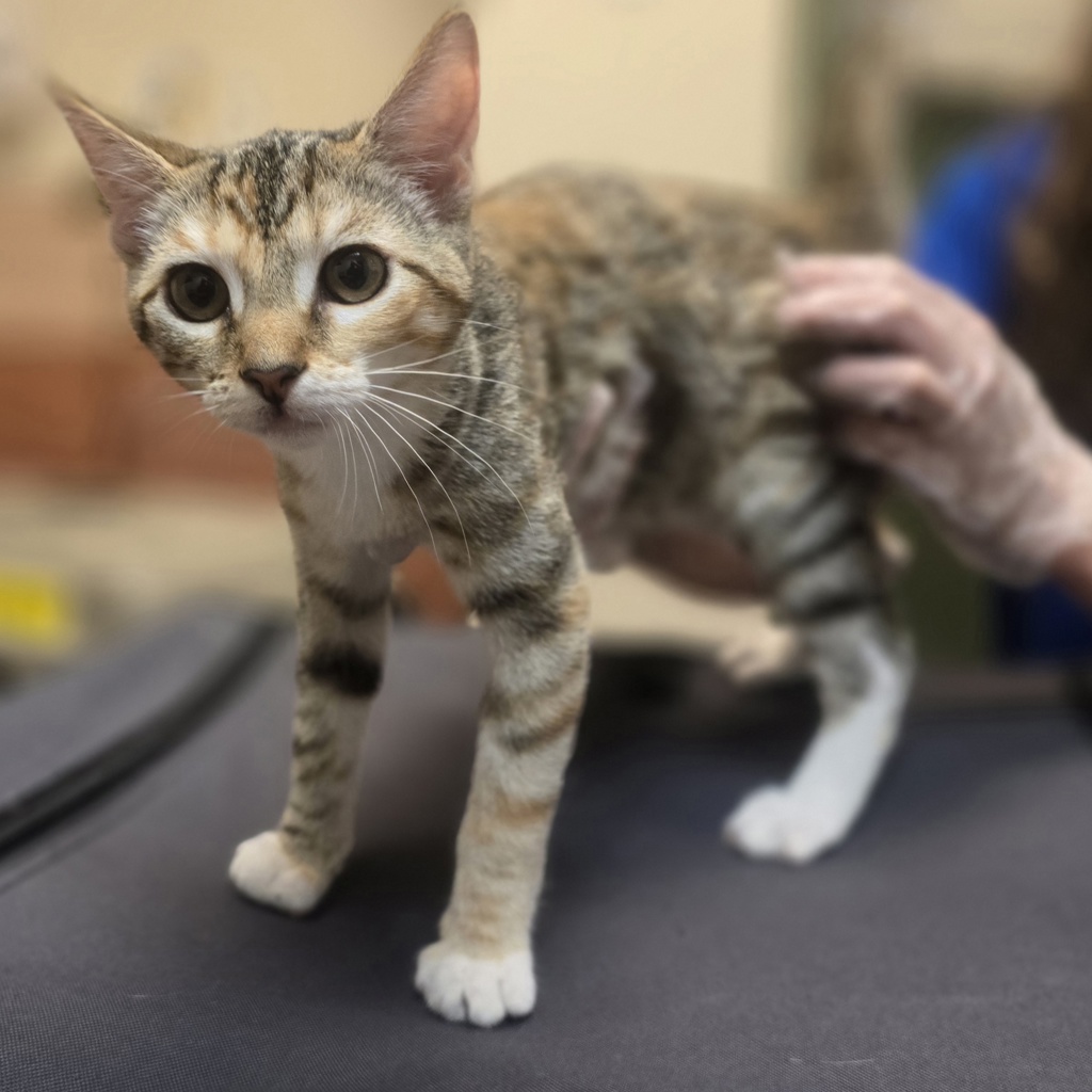Shelter Stray Female Cat last seen Springtown Blvd, LIVERMORE, CA, 94551, 8323 Baldwin St, Oakland, CA 94621, USA