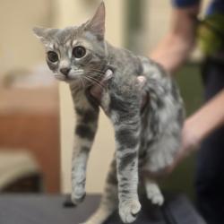 Shelter Stray Female Cat last seen Springtown Blvd, LIVERMORE, CA, 94551, 8323 Baldwin St, Oakland, CA 94621, USA