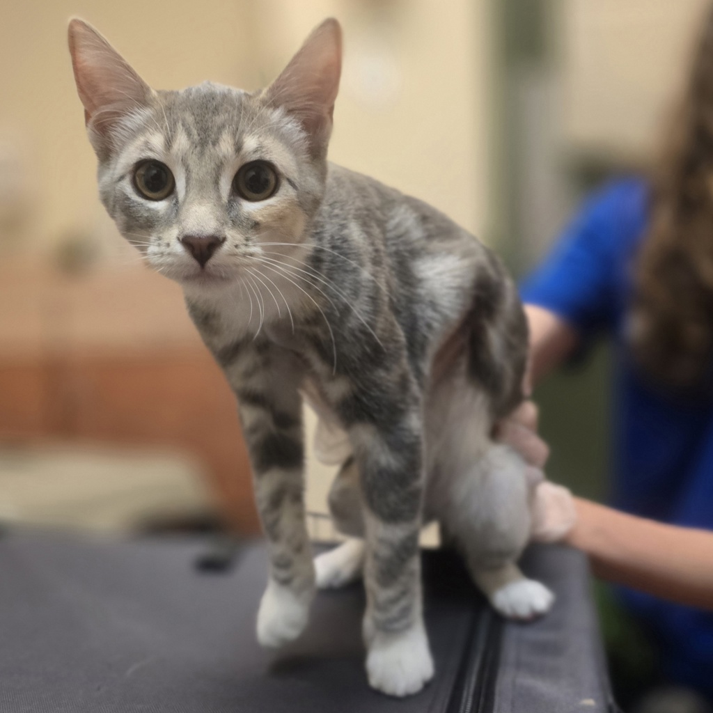 Shelter Stray Female Cat last seen Springtown Blvd, LIVERMORE, CA, 94551, 8323 Baldwin St, Oakland, CA 94621, USA