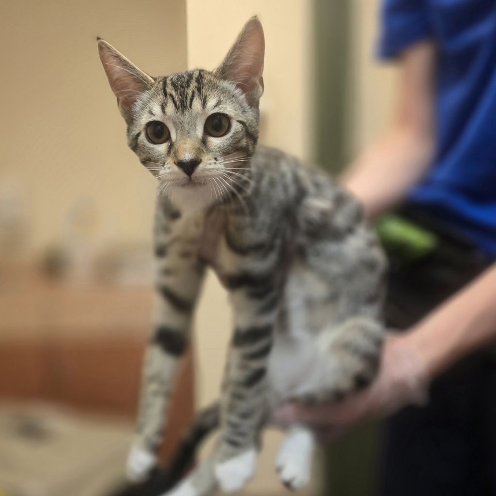 Shelter Stray Female Cat last seen Springtown Blvd, LIVERMORE, CA, 94551, 8323 Baldwin St, Oakland, CA 94621, USA