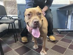 Shelter Stray Female Dog last seen Near Bryant Avenue, BRONX, NY, 10458, 326 E 110th St, New York, NY 10029, USA