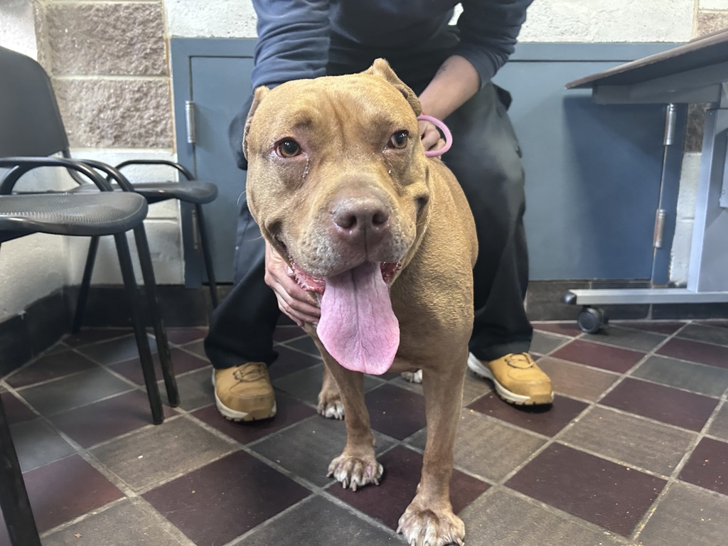 Shelter Stray Female Dog last seen Near Bryant Avenue, BRONX, NY, 10458, 326 E 110th St, New York, NY 10029, USA