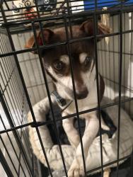 Reunited Male Dog last seen Ledbetter & westmoreland @ Williams chicken, Dallas, TX 75233