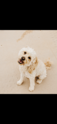 Lost Male Dog last seen Mojave St, Apple Valley, CA 92308