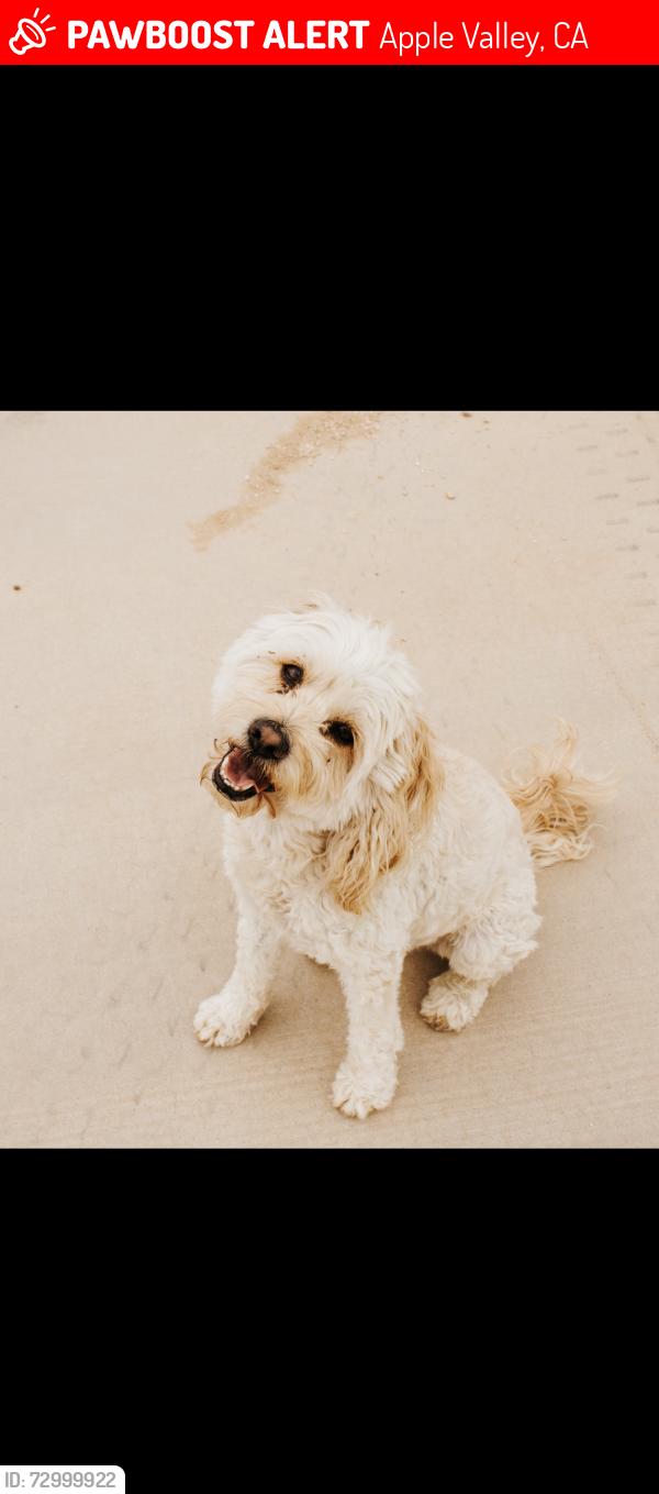 Lost Male Dog last seen Mojave St, Apple Valley, CA 92308