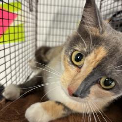 Shelter Stray Female Cat last seen Near 10th Street, DES MOINES, IA, 50313, Des Moines, IA 50313