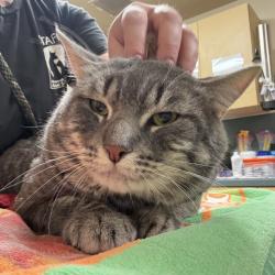 Shelter Stray Male Cat last seen N Argyle & N Brandon Ave, PORTLAND, OR, 97217, 1700 W Historic Columbia River Hwy, Troutdale, OR 97060, USA