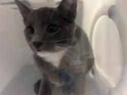 Shelter Stray Female Cat last seen Given by friend., NEW YORK, NY, 10029, 326 E 110th St, New York, NY 10029, USA