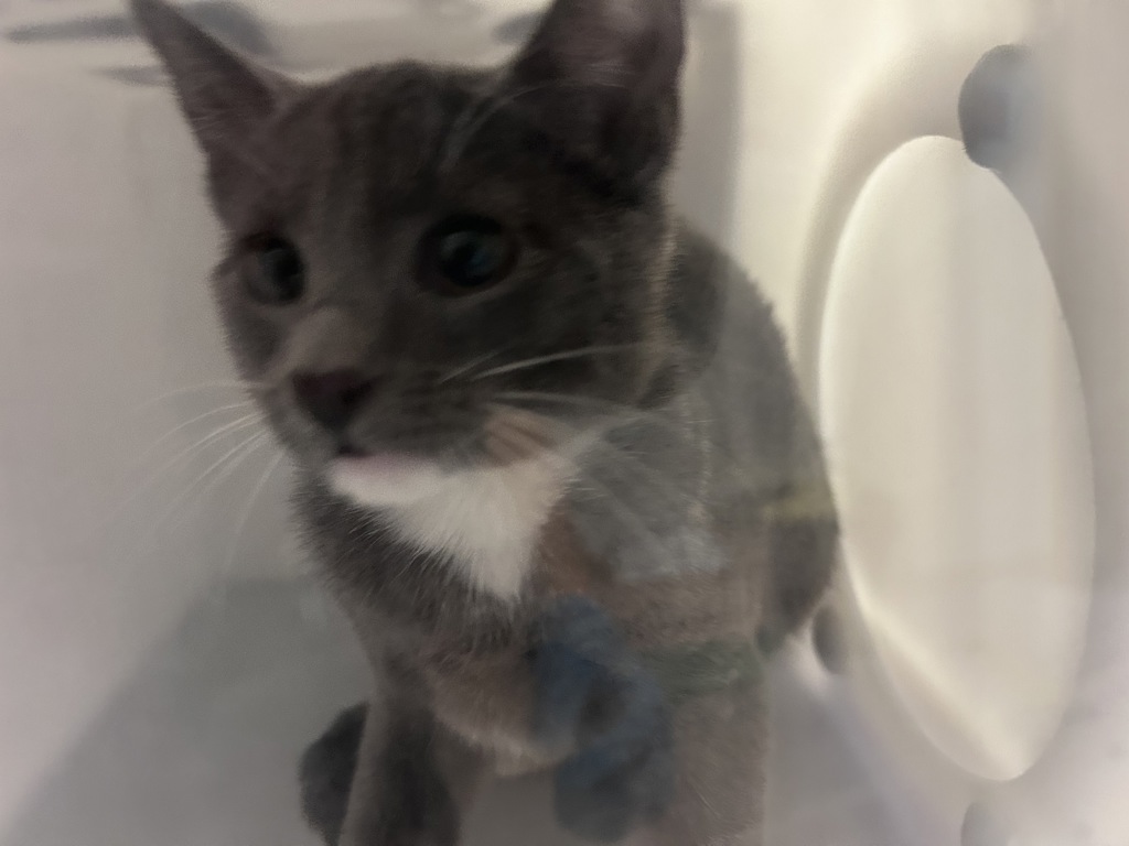 Shelter Stray Female Cat last seen Given by friend., NEW YORK, NY, 10029, 326 E 110th St, New York, NY 10029, USA