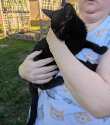 Found/Stray Male Cat last seen Washington Elementary, Rochester, MN 55901