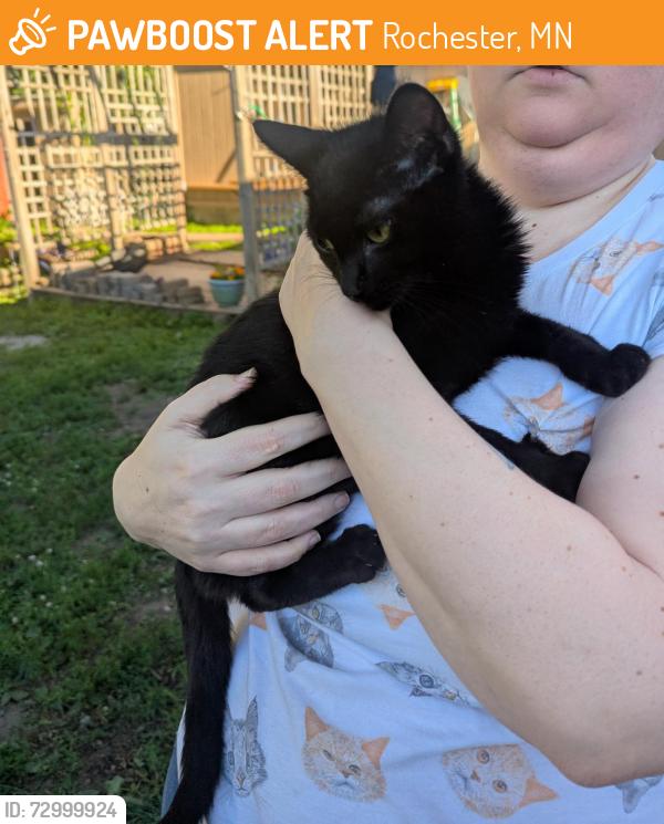 Found/Stray Male Cat last seen Washington Elementary, Rochester, MN 55901