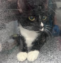 Shelter Stray Female Cat last seen Given by friend., NEW YORK, NY, 10029, 326 E 110th St, New York, NY 10029, USA
