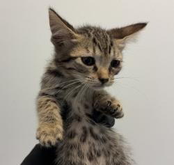 Shelter Stray Female Cat last seen S 28th Street, San Diego, CA, 92113, 5500 Gaines St, San Diego, CA 92110, USA