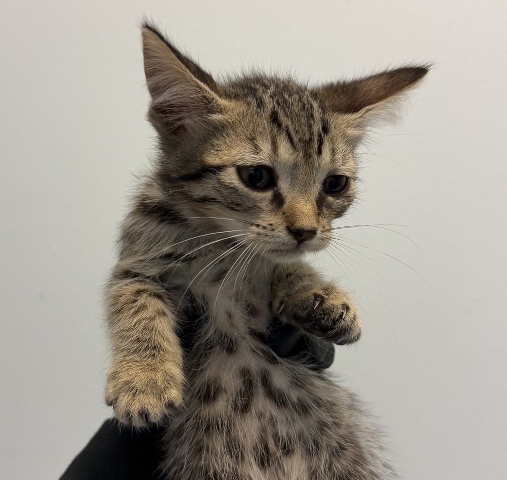 Shelter Stray Female Cat last seen S 28th Street, San Diego, CA, 92113, 5500 Gaines St, San Diego, CA 92110, USA