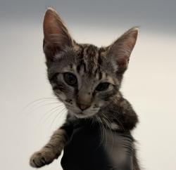 Shelter Stray Male Cat last seen S 28th Street, San Diego, CA, 92113, 5500 Gaines St, San Diego, CA 92110, USA
