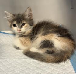Shelter Stray Female Cat last seen S 28th Street, San Diego, CA, 92113, 5500 Gaines St, San Diego, CA 92110, USA
