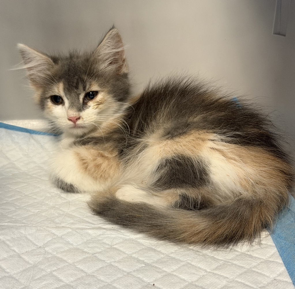 Shelter Stray Female Cat last seen S 28th Street, San Diego, CA, 92113, 5500 Gaines St, San Diego, CA 92110, USA