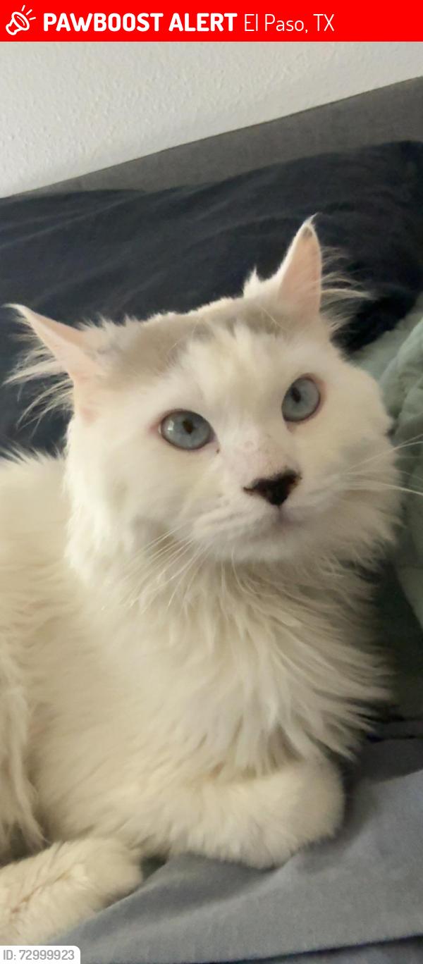 Lost Male Cat last seen Canyon Sage and Railroad, El Paso, TX 79924