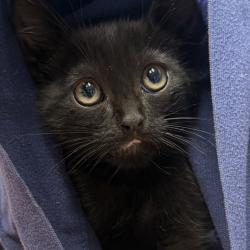 Shelter Stray Male Cat last seen Near E Washington Avenue, Escondido, CA, 92025, Escondido, CA 92027, USA