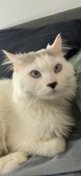 Lost Male Cat last seen Canyon Sage and Railroad, El Paso, TX 79924